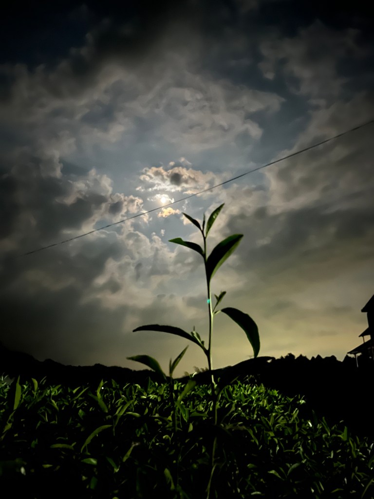 Tea leaves in the night