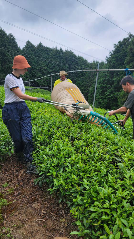 Maren and Hiro-san on the harvest machine with Julien supporting the bag