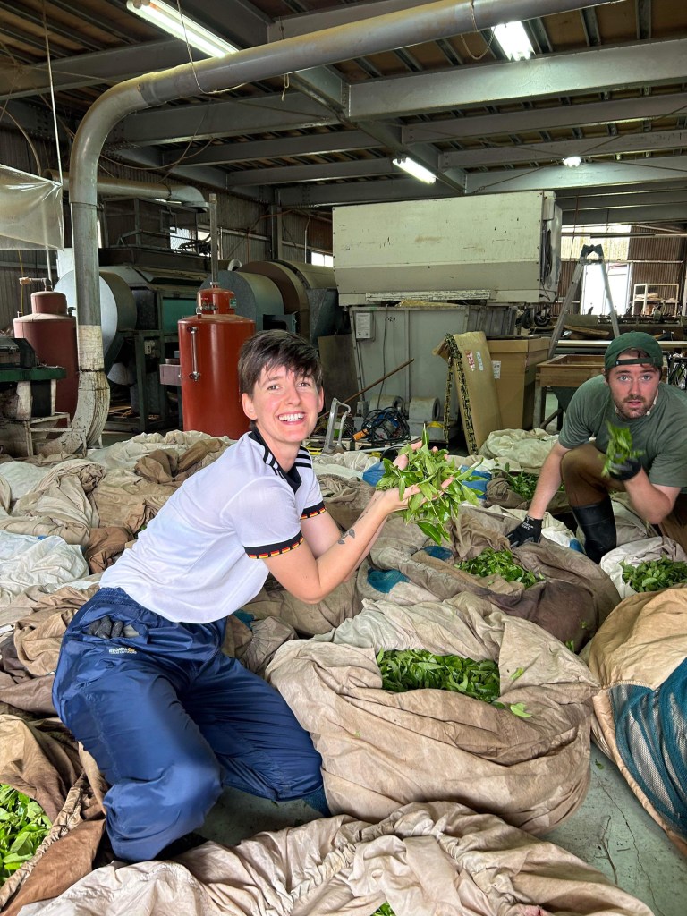 Me surrounded by bags of fresh tea leaves on the factory floor, holding a handful of leaves