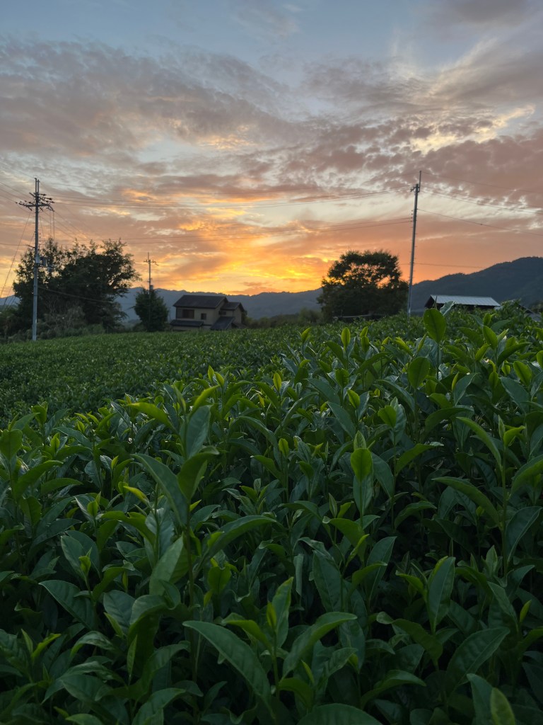 Wazuka sunset with tea bushes in the foreground