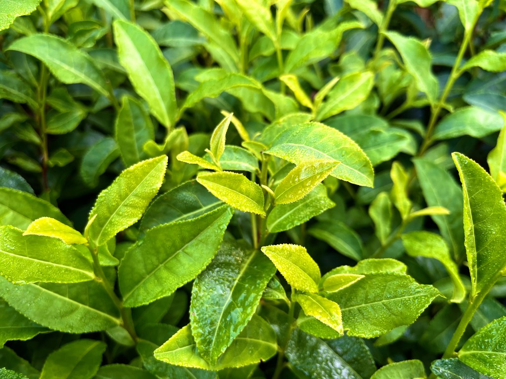 Tea leaves and buds covered with morning dew