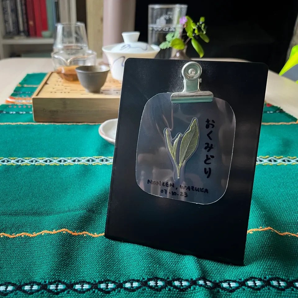 A laminated double bud and leaf structure on a black display in the foreground, with the handwritten text 'Monzen, Wazuka, 07.10.23' and 'おくみどり' Okumidori (the cultivar of the leaves)