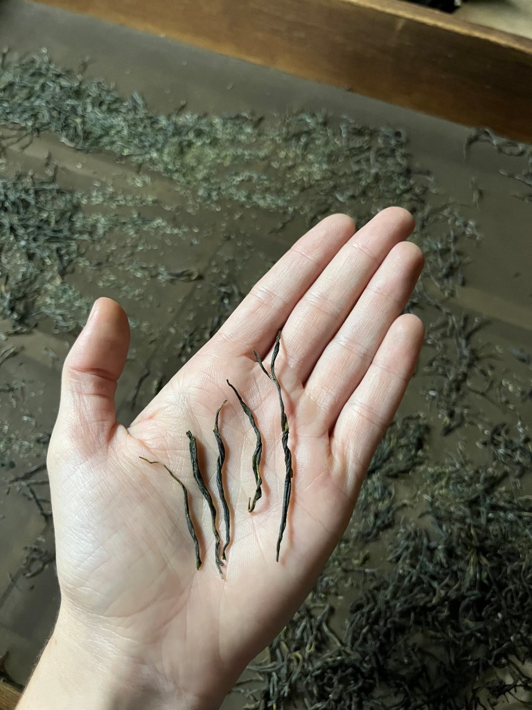 Five rather needle-shaped leaves in Maren's hand, with the rest of the tea on a drying screen in the background